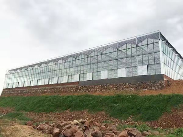 青島5000平玻璃溫室